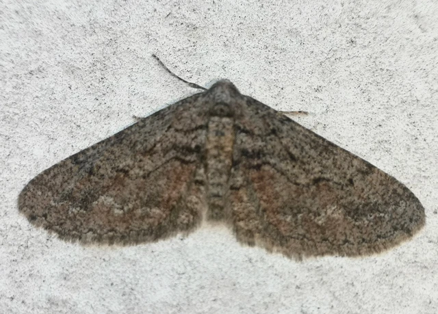 Agriopis bajaria - kökény-téliaraszoló
