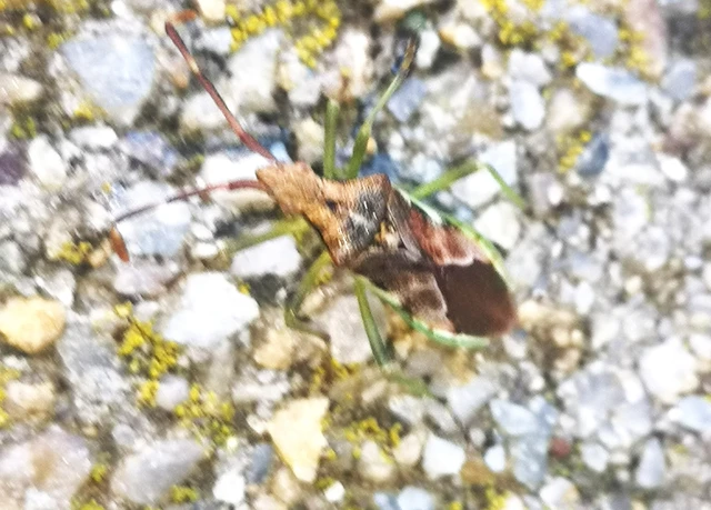 Gonocerus juniperi - boróka-karimáspoloska