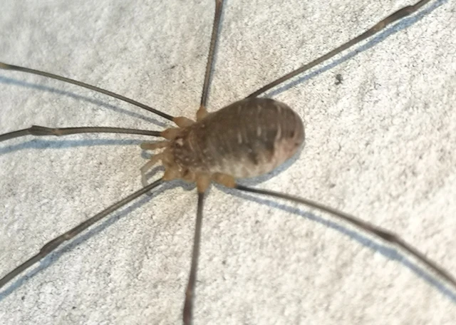 Opilio