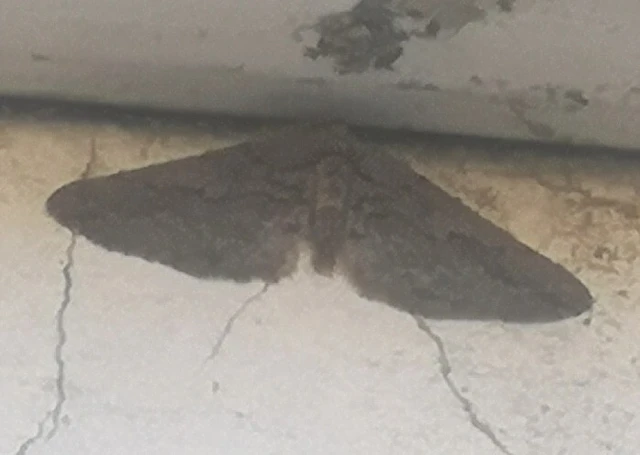 Agriopis bajaria - kökény-téliaraszoló