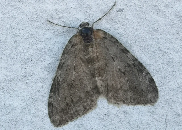 Epirrita christyi/dilutata