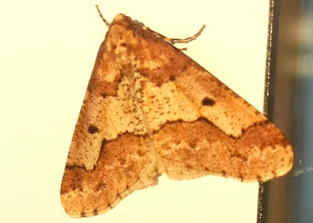 Erannis defoliaria - nagy téliaraszoló