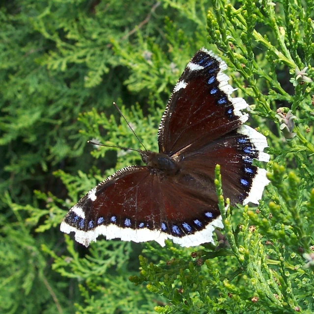 Nymphalis antiopa - gyászlepke