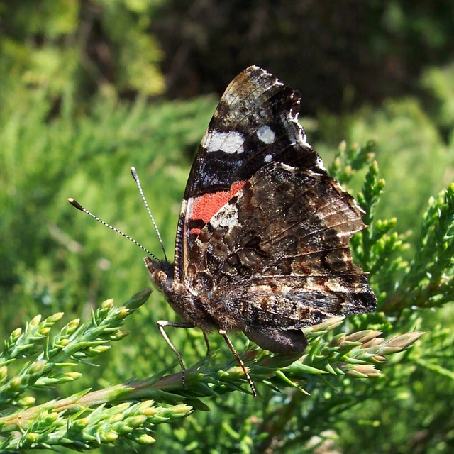 Vanessa atalanta - atalantalepke