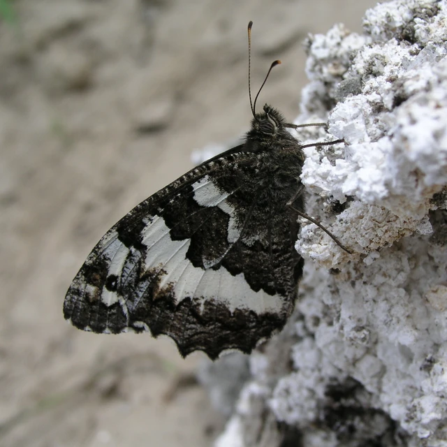 Brintesia circe - fehéröves szemeslepke