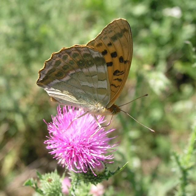 Argynnis paphia - nagy gyöngyházlepke