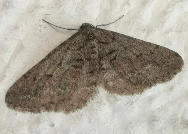 Agriopis bajaria - kökény-téliaraszoló