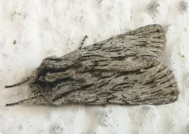 Asteroscopus sphinx - csillagnéző bundásbagoly