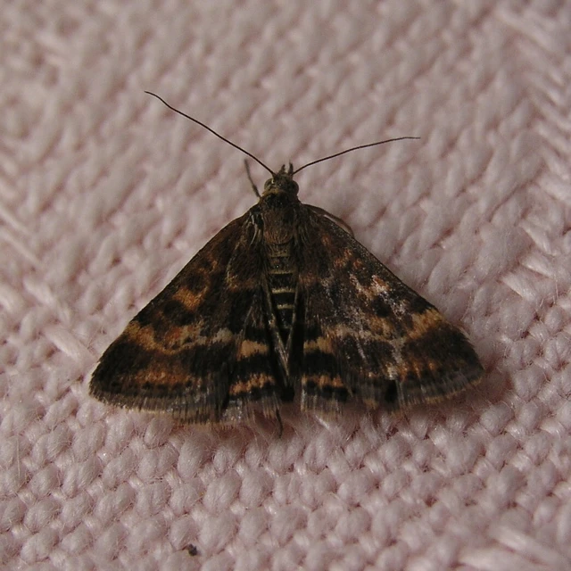 Pyrausta despicata - réti bíbormoly