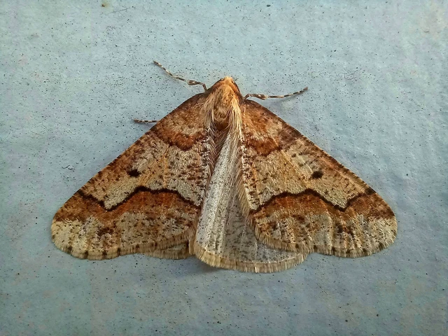 Erannis defoliaria - nagy téliaraszoló
