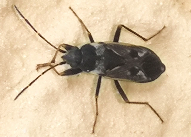Rhyparochromus vulgaris - közönséges díszesbodobács