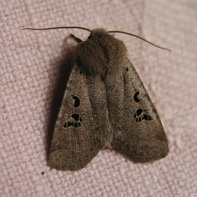 Conistra rubiginosa - szürke télibagoly