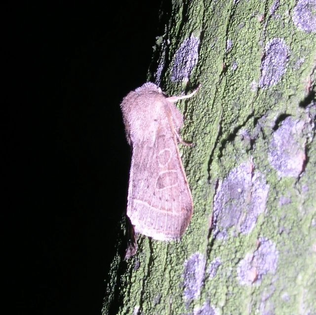 Orthosia cerasi - közepes barkabagoly