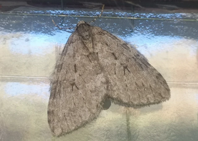 Epirrita christyi/dilutata