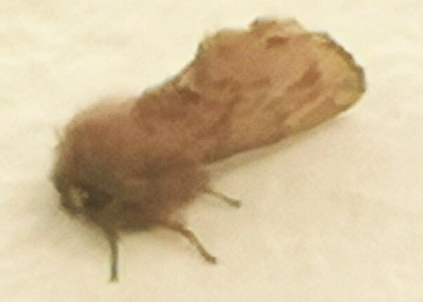 Ptilophora plumigera - tollas púposszövő