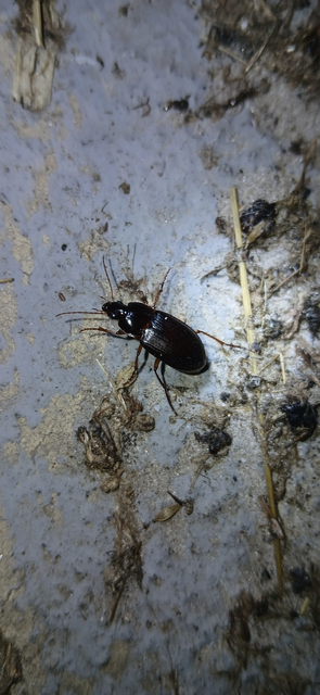 Calathus ambiguus - homoki tarfutó
