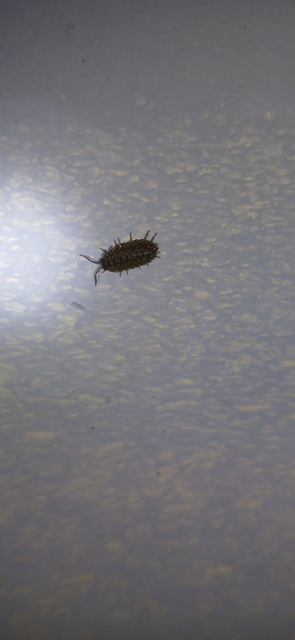 Isopoda - Ászkarákok