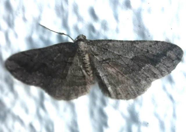 Agriopis bajaria - kökény-téliaraszoló