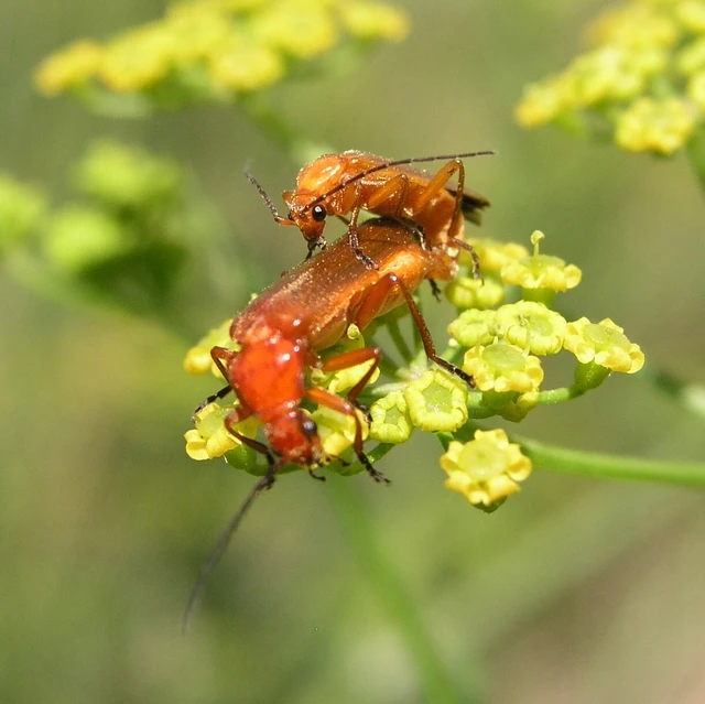 Rhagonycha fulva - feketevégű lágybogár