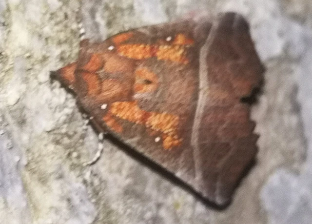 Scoliopteryx libatrix - vörös csipkésbagoly