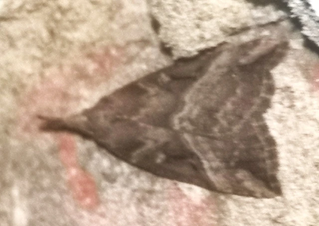 Hypena rostralis - közönséges karcsúbagoly