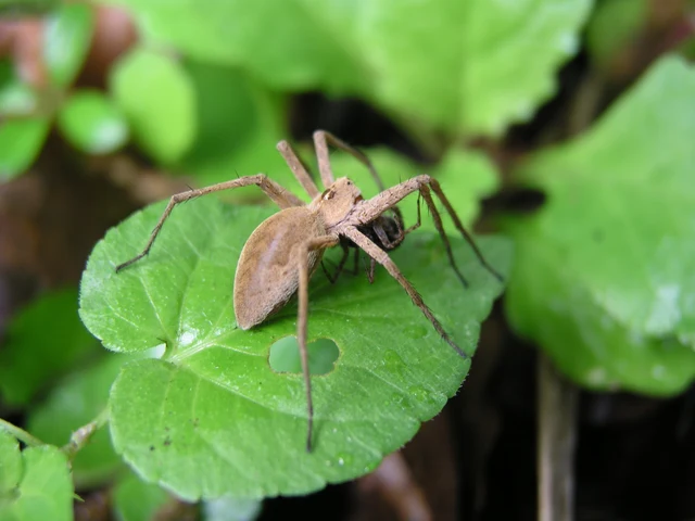 Pisaura mirabilis - csodáspók