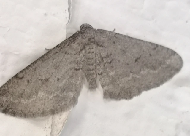 Agriopis bajaria - kökény-téliaraszoló