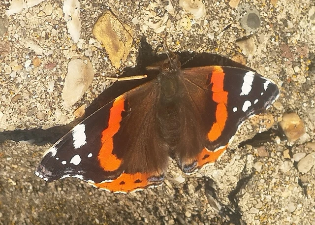 Vanessa atalanta - atalantalepke