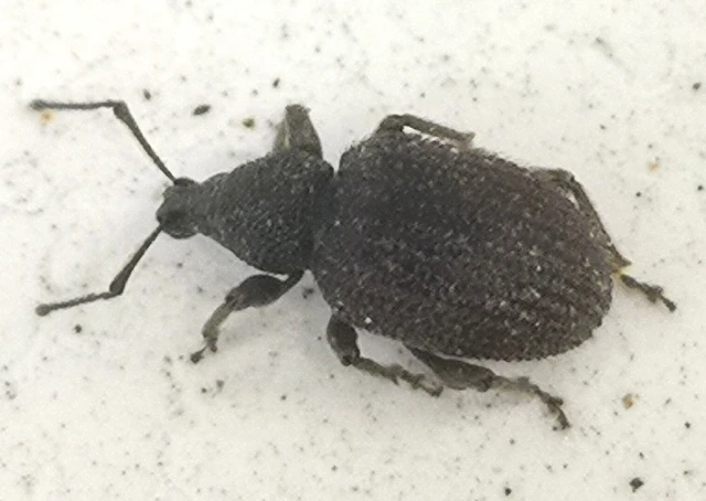 Otiorhynchus rugosostriatus - szamóca-gyalogormányos