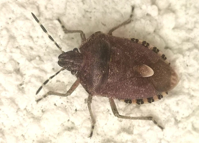 Dolycoris baccarum - közönséges bogyómászó-poloska Dolycoris baccarum - közönséges bogyómászó-poloska