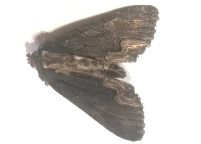 Dypterygia scabriuscula - szurokbarna nyáribagoly
