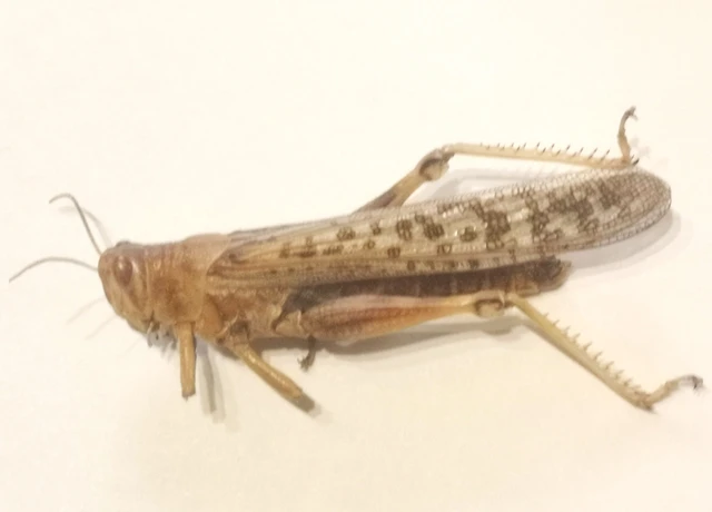 Schistocerca gregaria