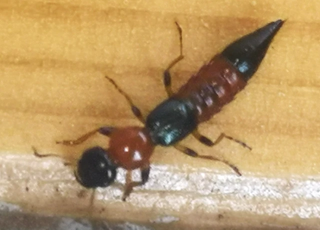 Paederus littoralis - réti partiholyva