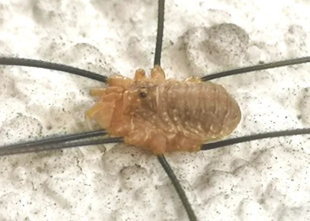 Opilio canestrinii