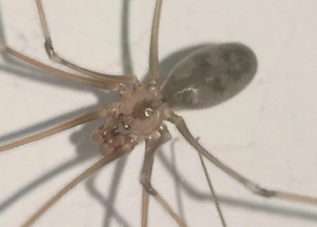 Pholcus