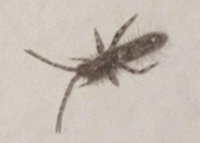 Collembola - Ugróvillások