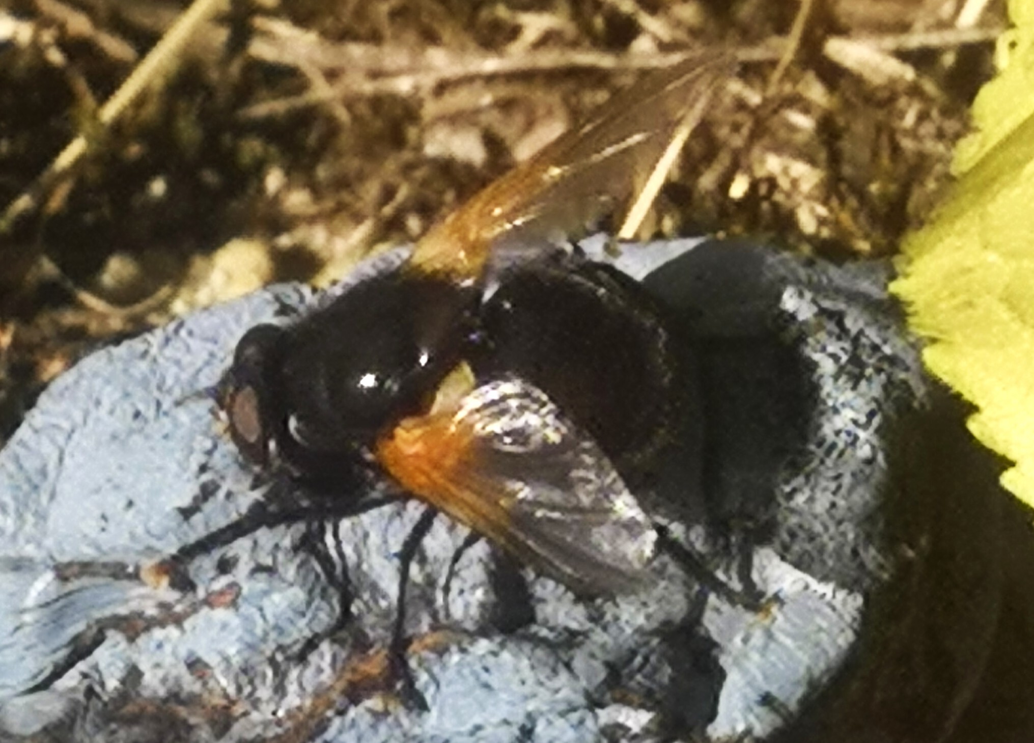 Mesembrina meridiana