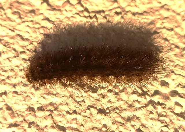 Phragmatobia fuliginosa - füstös medvelepke