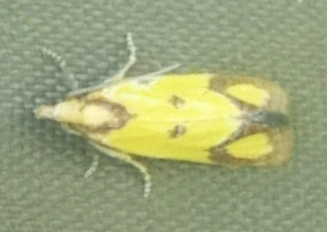 Agapeta zoegana - barnacsíkos sárgamoly