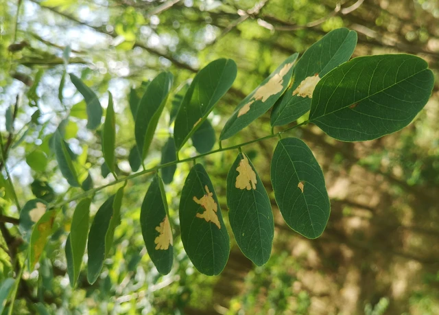 Parectopa robiniella - akáclevél-hólyagosmoly