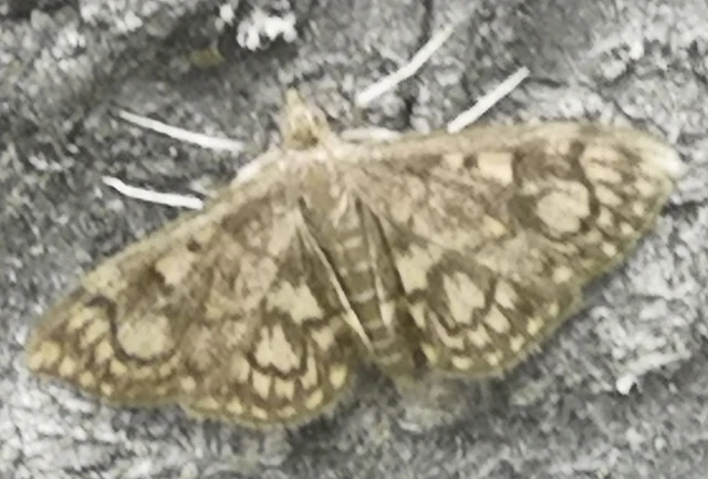 Anania coronata - koronás dudvamoly