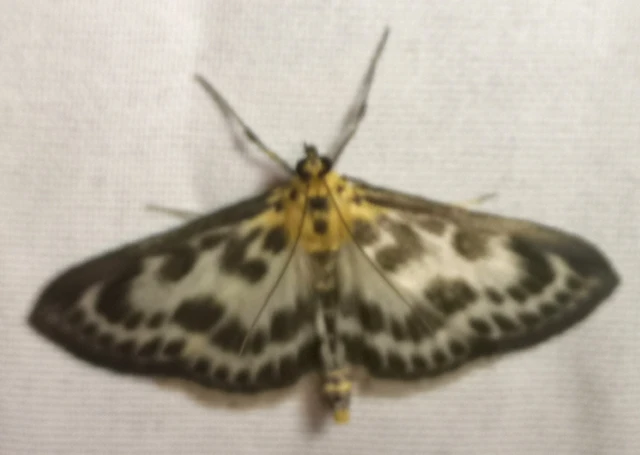 Anania hortulata - tarka csalánmoly