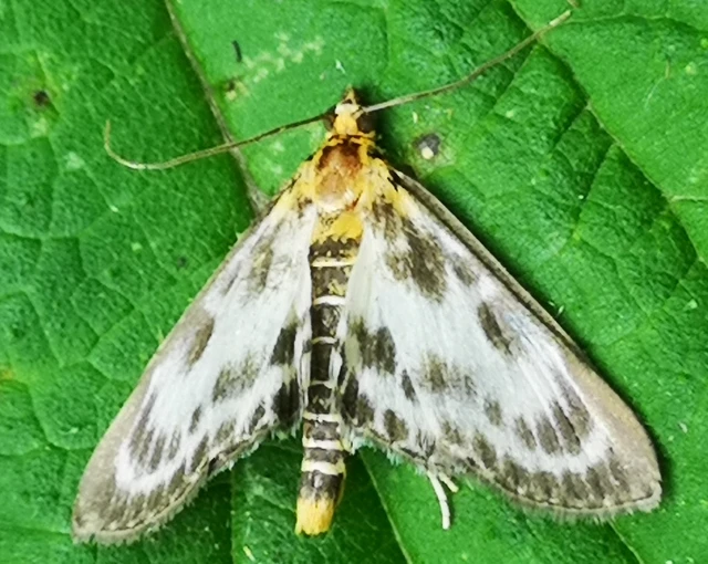 Anania hortulata - tarka csalánmoly