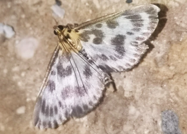 Anania hortulata - tarka csalánmoly