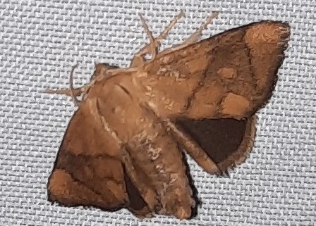 Apoda limacodes - kagylólepke