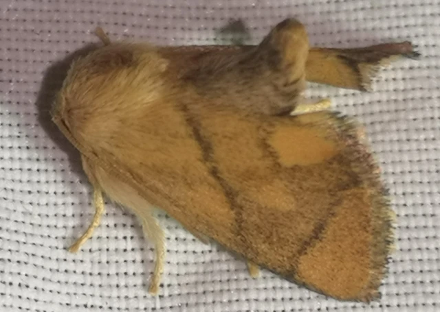 Apoda limacodes - kagylólepke