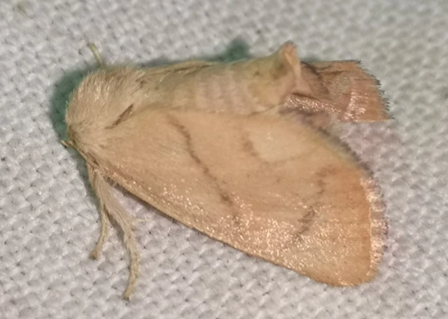 Apoda limacodes - kagylólepke