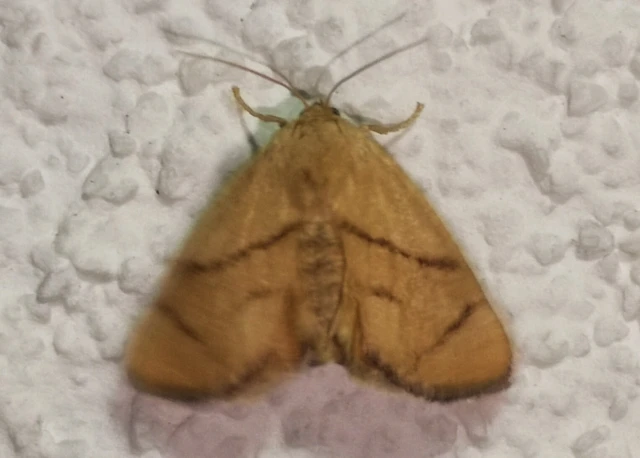 Apoda limacodes - kagylólepke