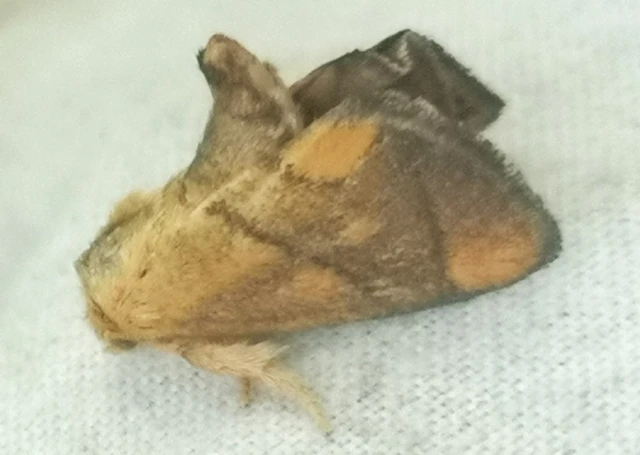 Apoda limacodes - kagylólepke