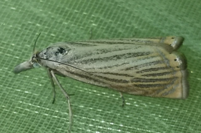 Chrysoteuchia culmella - kerti fűgyökérmoly